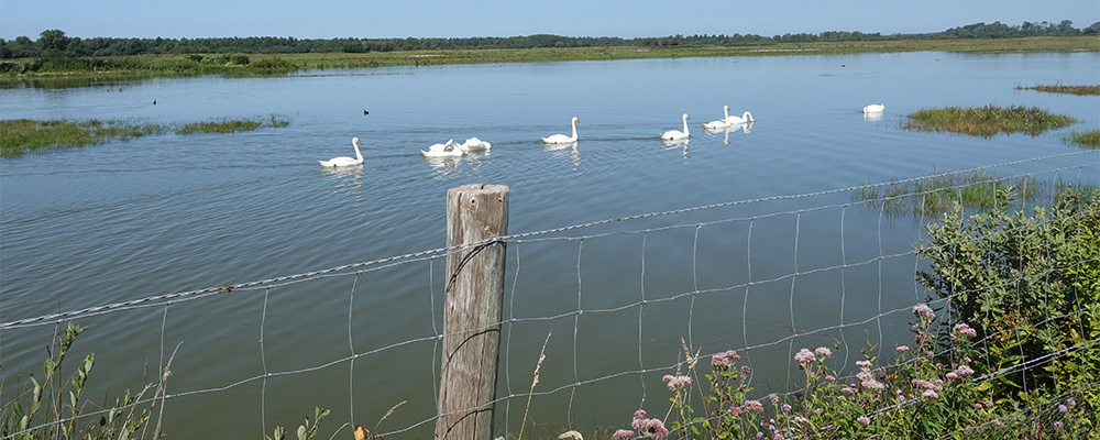 geweldige flora en fauna aan de baai van de rivier de Somme