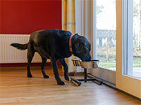 6-persoonshondenappartement