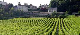 Wijngaarden bij Sancerre